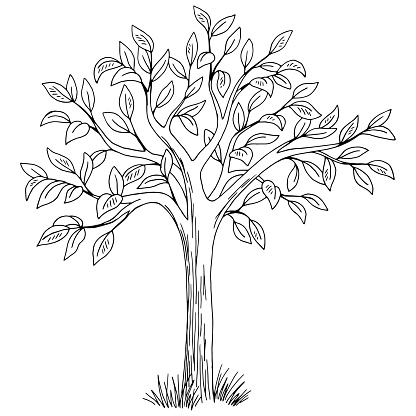 Tree graphic black white isolated sketch illustration vector