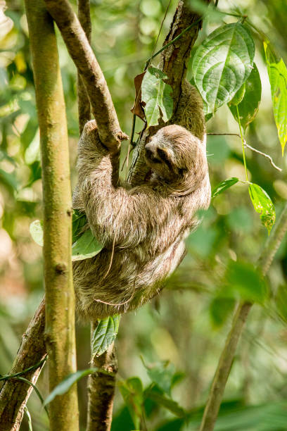 istock Sloth Hanging from tree in Cost Rica 1192878157