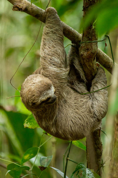 istock Sloth Hanging from tree in Cost Rica 1192878188