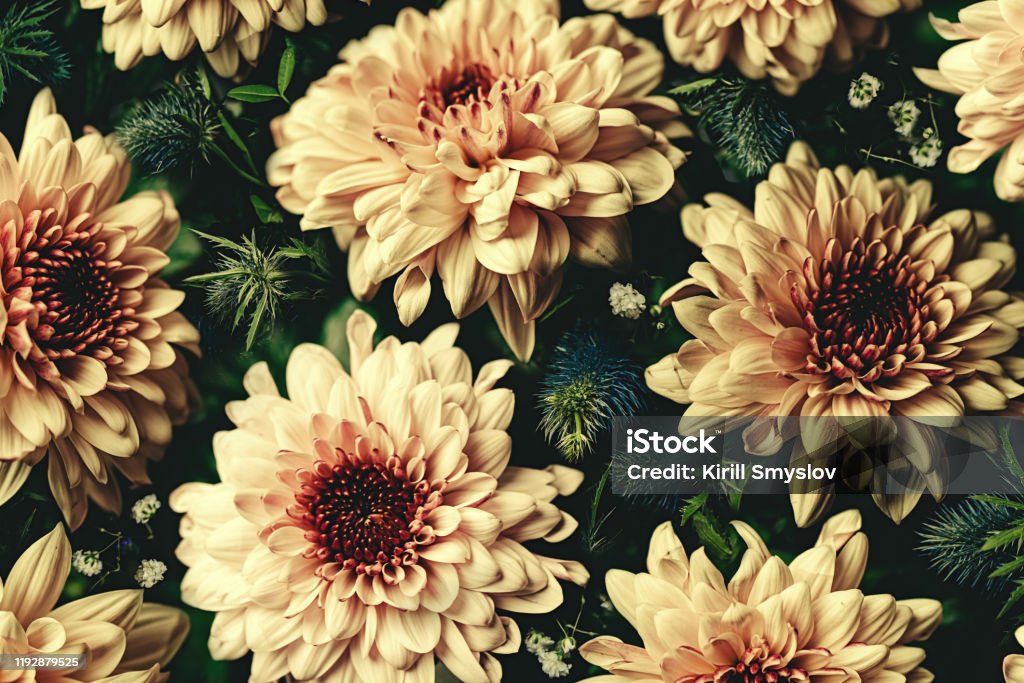 Bó Hoa Cổ Điển Của Những Bông Hoa Đẹp Trên Màu Đen Nền Hoa Phong Cách Thời  Trang Cổ Điển Baroque Hình Nền Hoa Văn Tự Nhiên Hoặc Thiệp Chúc Mừng Hình