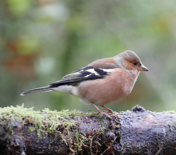 istock Common Chaffinch (Fringilla coelebs) Male 1192879539