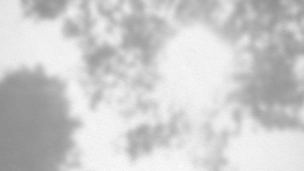 istock abstract background texture of shadows leaves on a concrete wall 1192879695