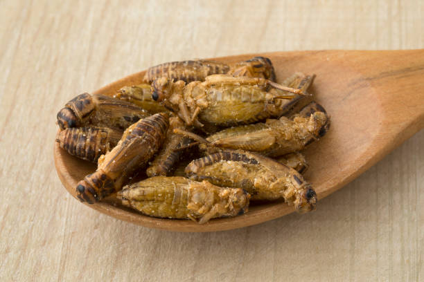 istock Wooden spoon with crispy small crickets 1192880775