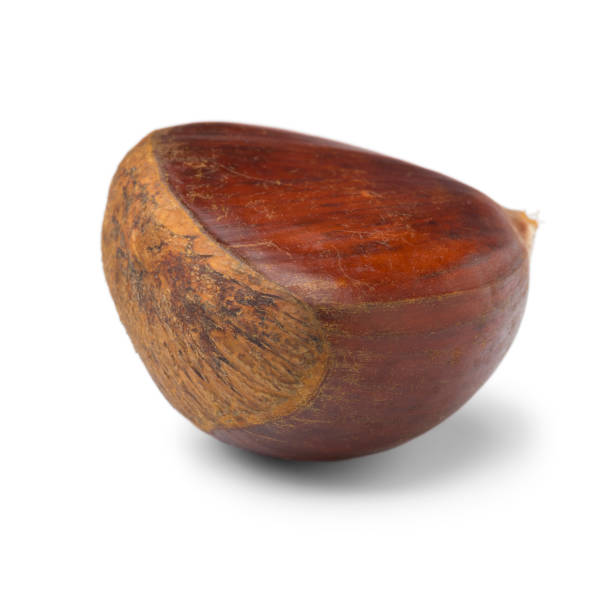 istock Single wholef sweet chestnut close up 1192880955