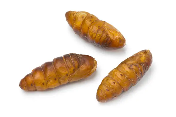 Photo of Crispy silkworms