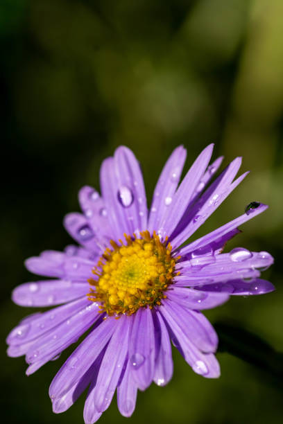 istock Purple flower after rain,Chrysanthemum 1192882923
