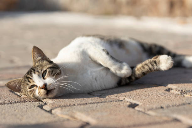 istock portrait of a cute cat 1192882927