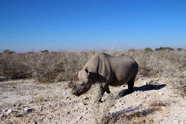 wild rhinoceros in the savannah of namibia africa - landscape panoramic kalahari desert namibia imagens e fotografias de stock