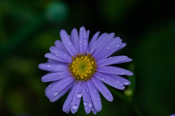 istock Purple flower after rain,Chrysanthemum 1192883777