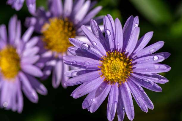 istock Purple flowers after rain,Chrysanthemum 1192883862
