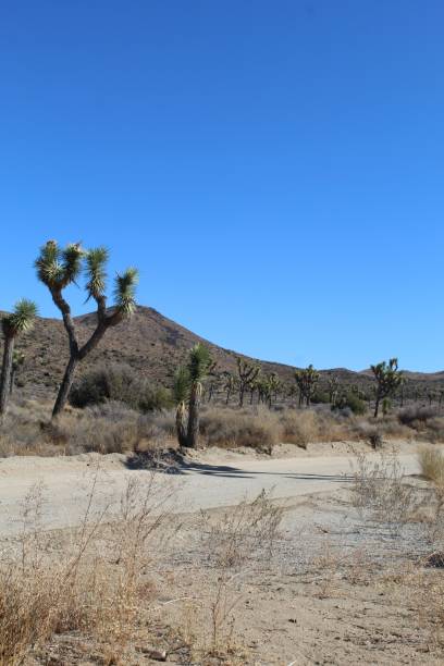 LOST HORSE MINE ROAD - JOSHUA TREE NP - 110619 B