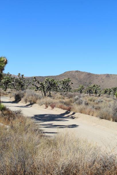 istock LOST HORSE MINE ROAD - JOSHUA TREE NP - 110619 D 1192887631