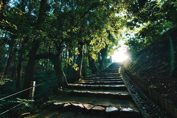 istock Hiking trail in the forest 1192887830