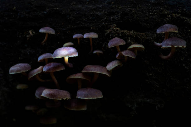 istock Glowing mushroom in the Thai natural forest 1192887862