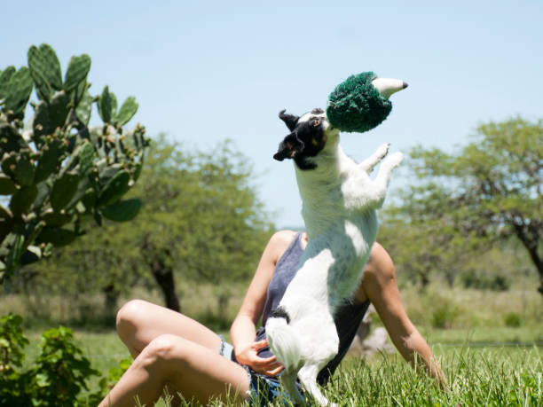 animal dogs, fun