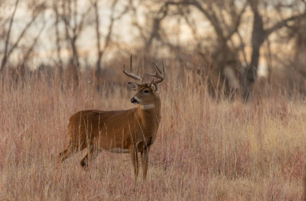 Whitetail Deer Buck in Autumn