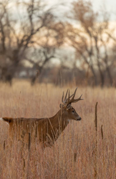istock Whitetail Deer Buck in Autumn 1192889939