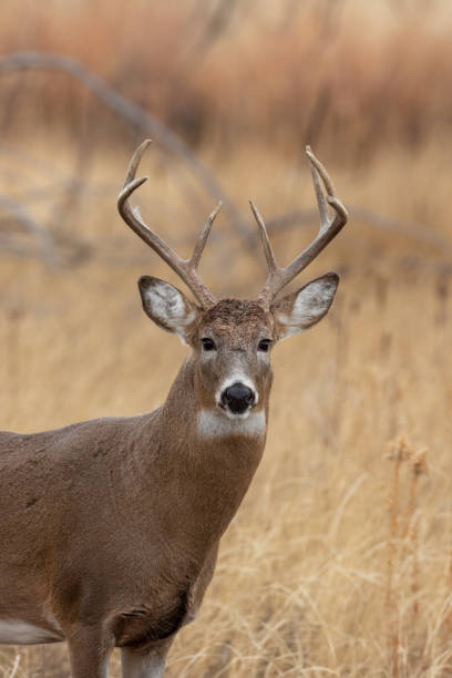 istock Whitetail Deer Buck in Autumn 1192889940