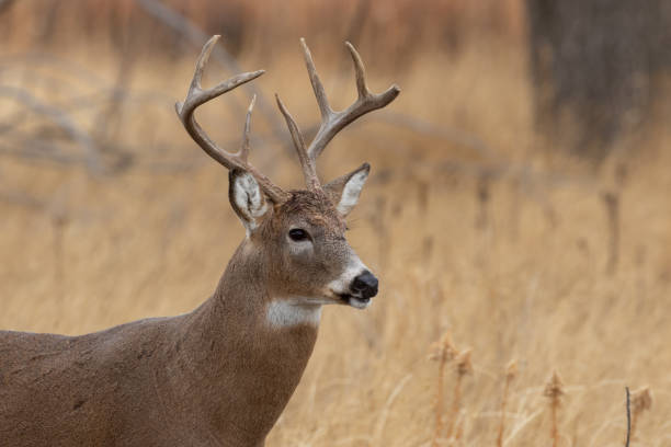 istock Whitetail Deer Buck in Autumn 1192890027