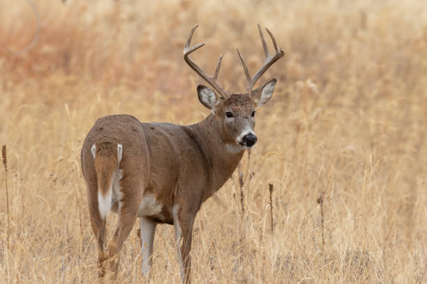 istock Whitetail Deer Buck in Autumn 1192890062