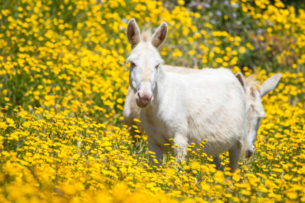 Side portrait of a donkey in the field.