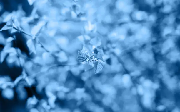 Photo of Beautiful young spring leaves on faded blurred background in trendy blue color. Copy space.