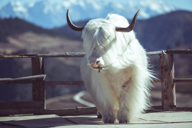 yak bianco, molto bello in cina - white bison foto e immagini stock