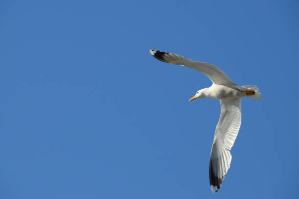 istock Seagull flying against the blue sky 1192899940