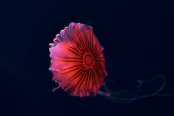 istock Compass jellyfish in pink neon light on dark background 1192900772