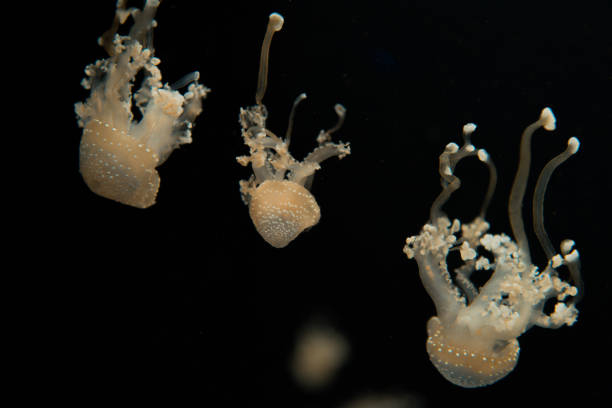istock Spotted jellyfishes with tentacles on black background 1192900779