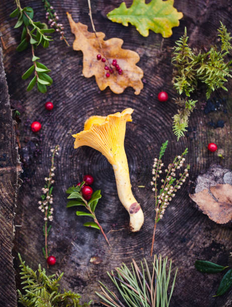 istock Wild chanterelle top view macro shot 1192901339