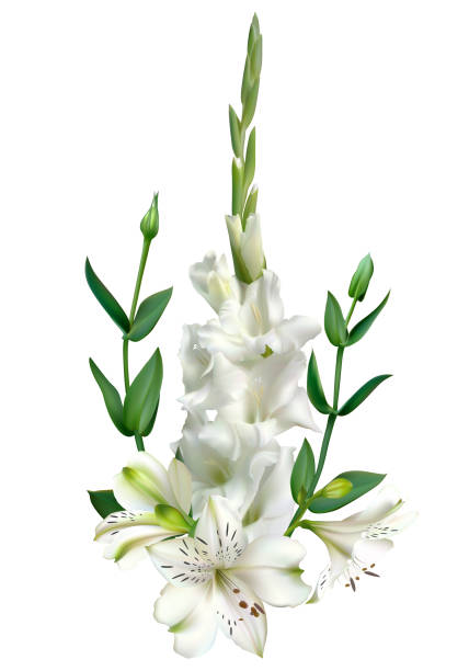 ilustraciones, imágenes clip art, dibujos animados e iconos de stock de fondo floral. lirios. gladiolo. hojas verdes. blanco. aislado. flores. - gladiolus flower white isolated