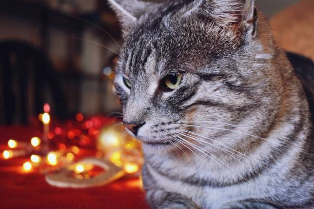 istock Cat in front of light decorations 1192903303