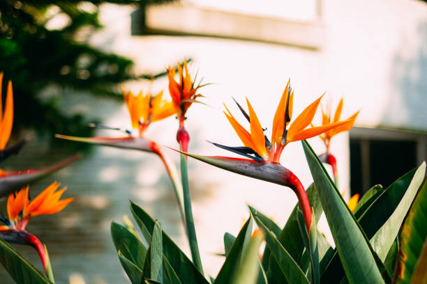 istock Beautiful Strelitzia Nicolai Flower 1192903389
