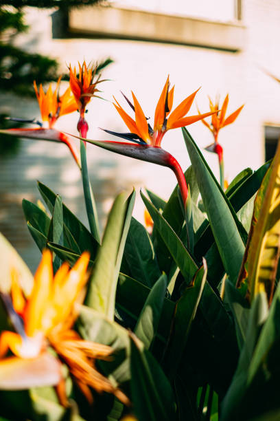 istock Beautiful Strelitzia Nicolai Flower 1192905135