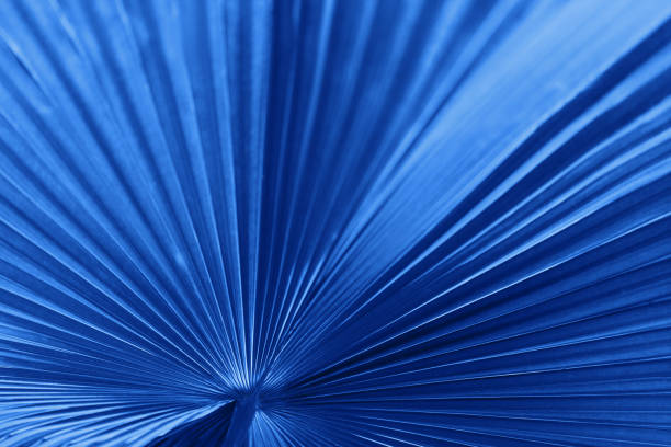 istock Big tropical Classic blue color jungle leaves 1192905198