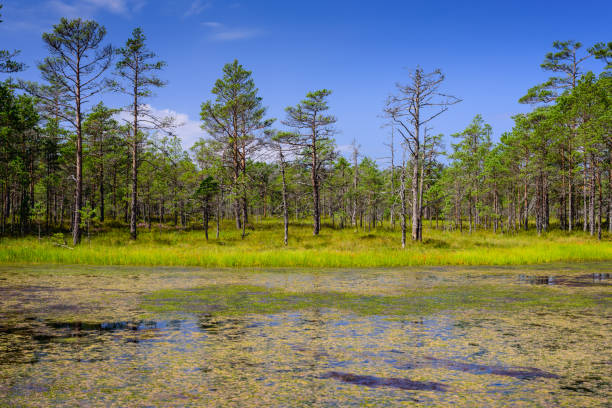 istock Viru Raba swamp in Lahemaa national Park 1192905265