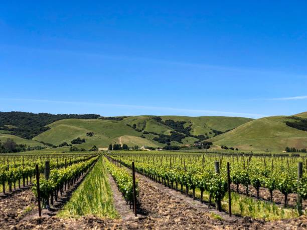 istock Vinyard in Sonoma, California 1192905703