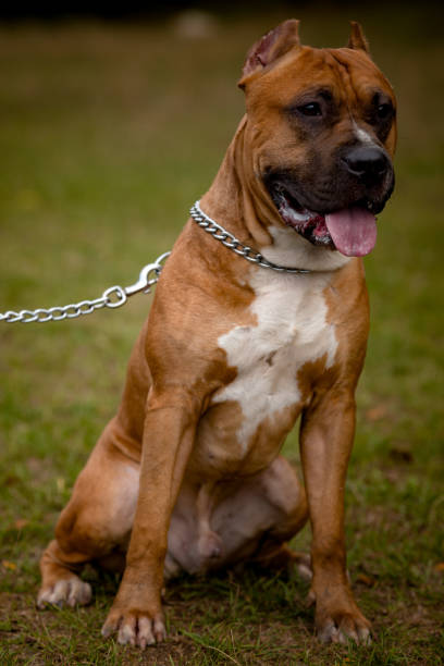 istock Autumn background with red Pit Bull Terrier 1192906789