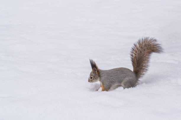 istock Cute squirrel jumping in snowdrift on background of white snow. 1192906959