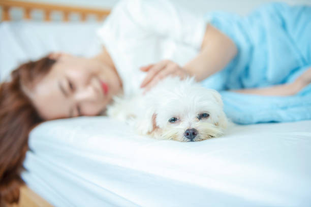 istock Puppy with owner on bed 1192907001
