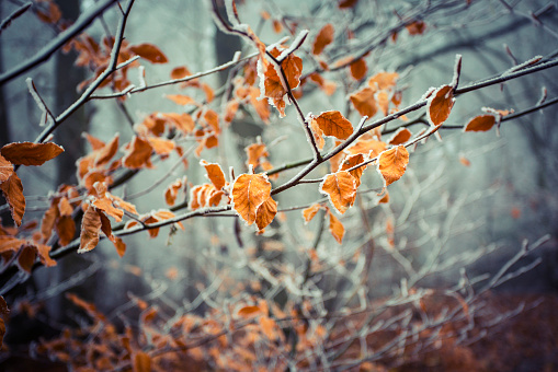 Frozen autumnal leafs in the forest