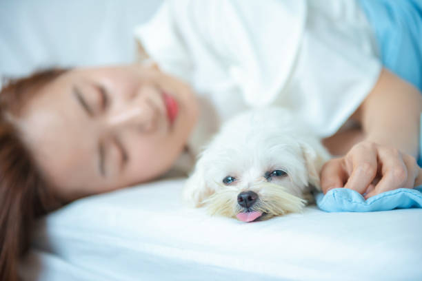 istock Puppy with owner on bed 1192907218