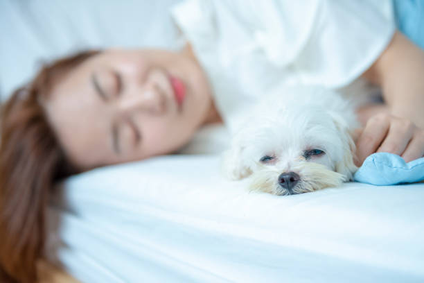 istock Puppy with owner on bed 1192907232