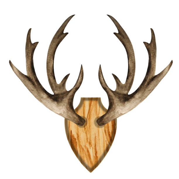 istock Watercolor antlers on wooden board 1192907716