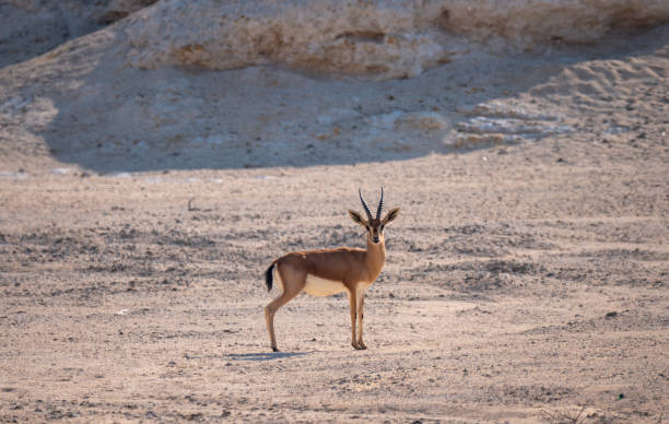 istock Arabian Sand Gazelle on Hawar Island, Bahrain 1192908598