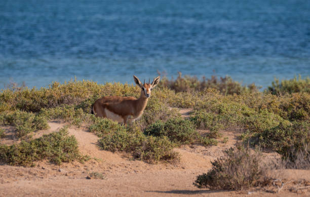 Arabian Sand Gazelle on Hawar Island, Bahrain stock photo