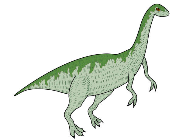 공룡 에오랩토르 - paleobiology stock illustrations