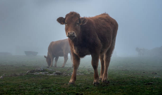 istock Cow in the fog 1192909386