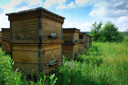 A beehive from a tree stands on an apiary. The houses of the bees are placed on the green grass in the mountains. Private enterprise for beekeeping. Honey healthy food products